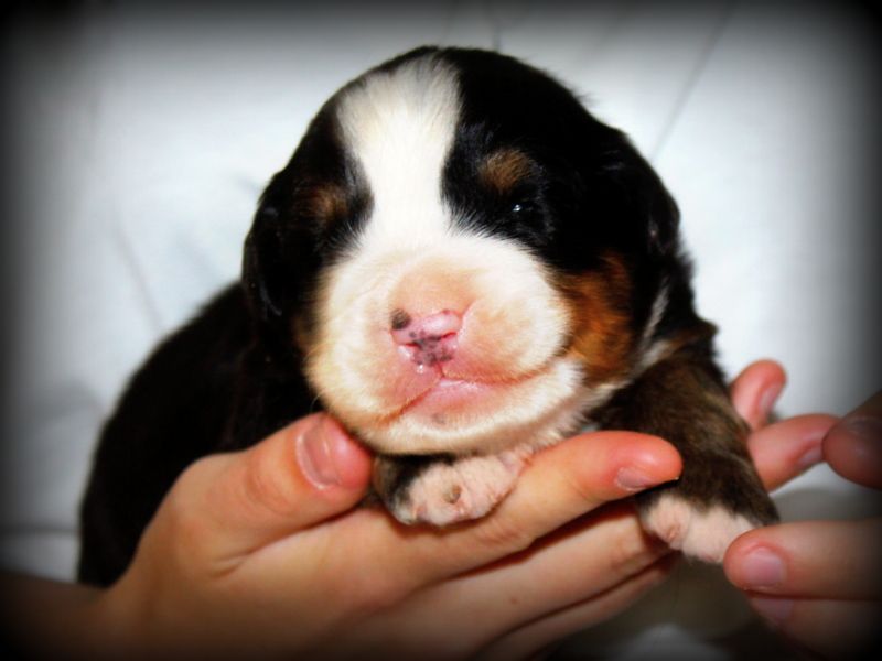 Du Cercle Des Cerbères - Chiots disponibles - Bouvier Bernois