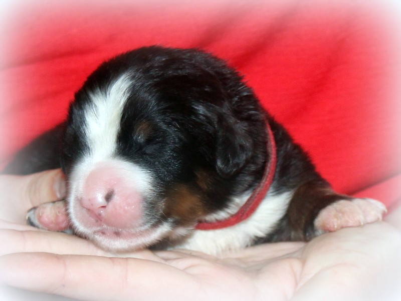 Du Cercle Des Cerbères - Chiots disponibles - Bouvier Bernois