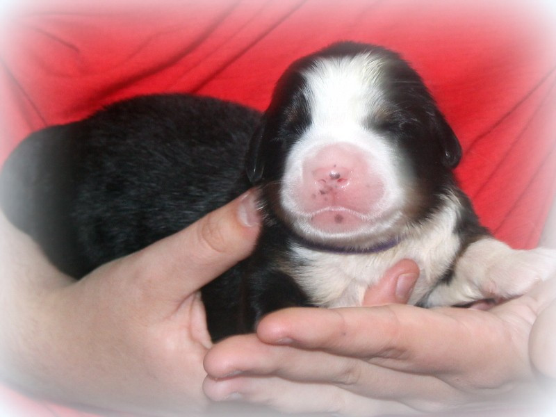 Du Cercle Des Cerbères - Chiots disponibles - Bouvier Bernois