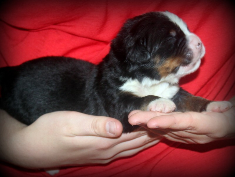 Du Cercle Des Cerbères - Chiots disponibles - Bouvier Bernois