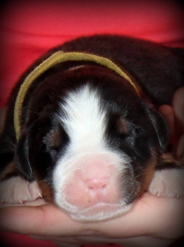 Du Cercle Des Cerbères - Chiots disponibles - Bouvier Bernois