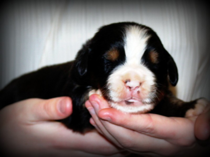 Du Cercle Des Cerbères - Chiots disponibles - Bouvier Bernois