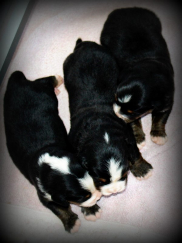 Chiot Bouvier Bernois Du Cercle Des Cerbères