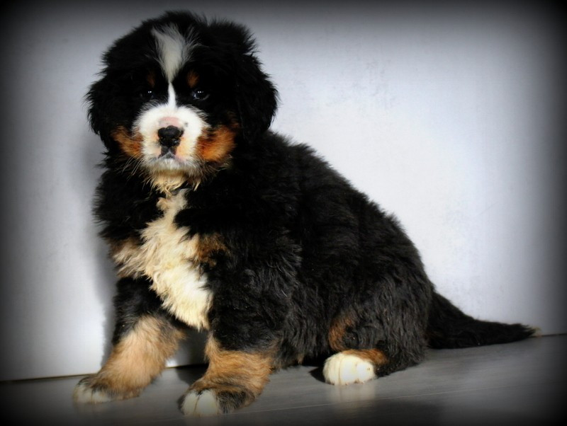 Du Cercle Des Cerbères - Chiots disponibles - Bouvier Bernois