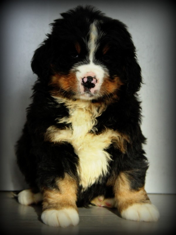 Du Cercle Des Cerbères - Chiots disponibles - Bouvier Bernois