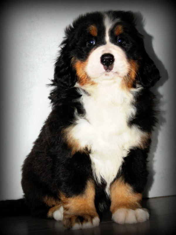 Du Cercle Des Cerbères - Chiots disponibles - Bouvier Bernois