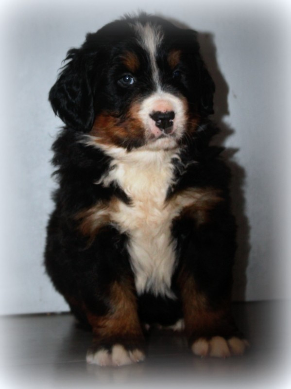 Du Cercle Des Cerbères - Chiots disponibles - Bouvier Bernois