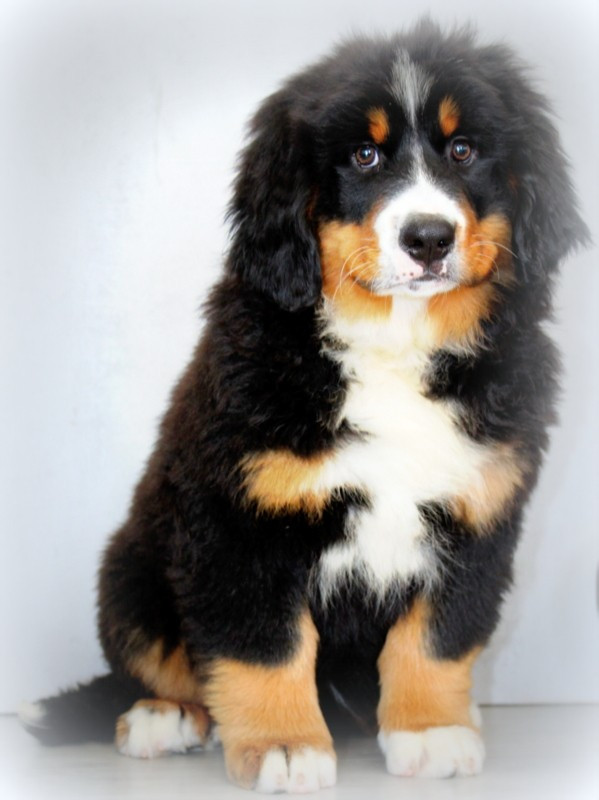 Du Cercle Des Cerbères - Chiots disponibles - Bouvier Bernois