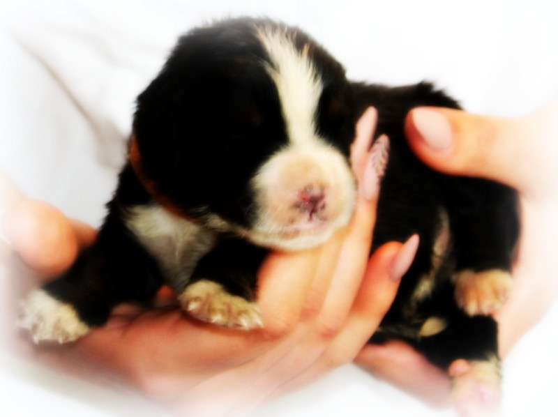 Du Cercle Des Cerbères - Chiots disponibles - Bouvier Bernois
