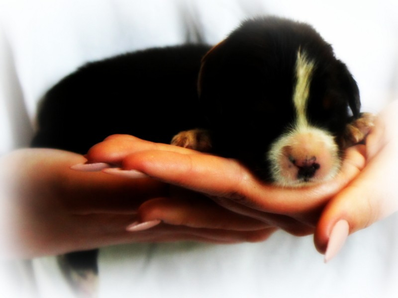 Du Cercle Des Cerbères - Chiots disponibles - Bouvier Bernois