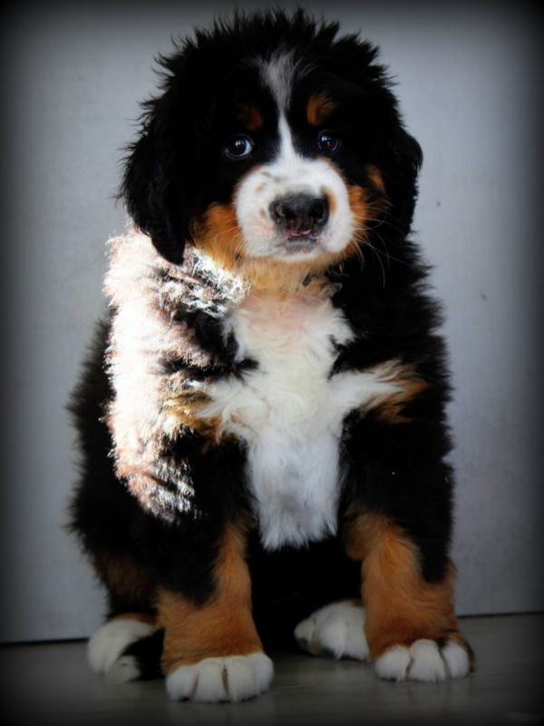 Du Cercle Des Cerbères - Chiots disponibles - Bouvier Bernois