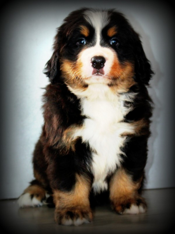 Du Cercle Des Cerbères - Chiots disponibles - Bouvier Bernois