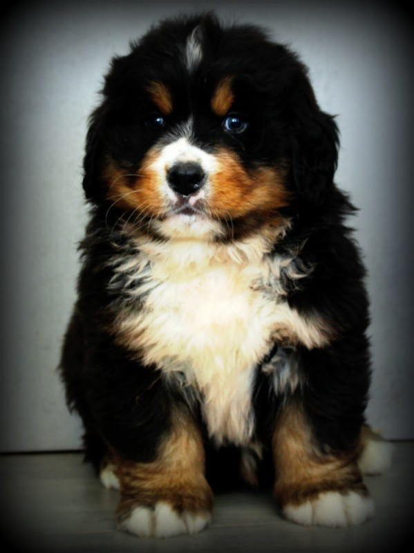 Du Cercle Des Cerbères - Chiots disponibles - Bouvier Bernois
