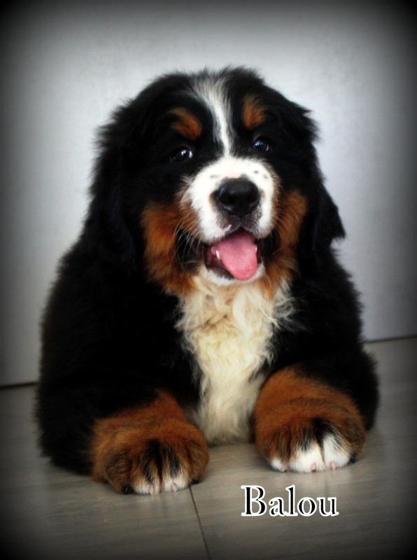 Du Cercle Des Cerbères - Chiots disponibles - Bouvier Bernois
