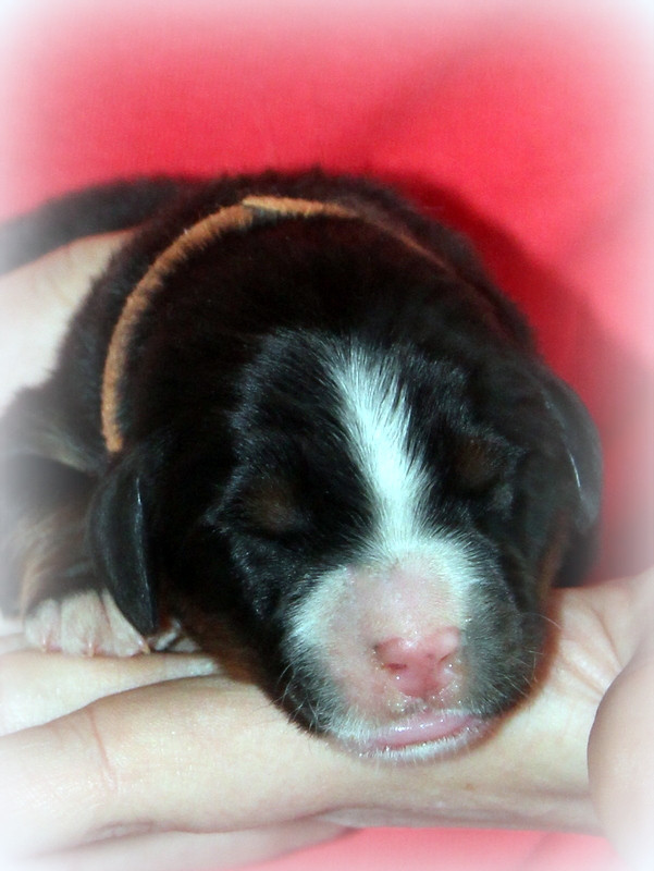 Du Cercle Des Cerbères - Chiots disponibles - Bouvier Bernois