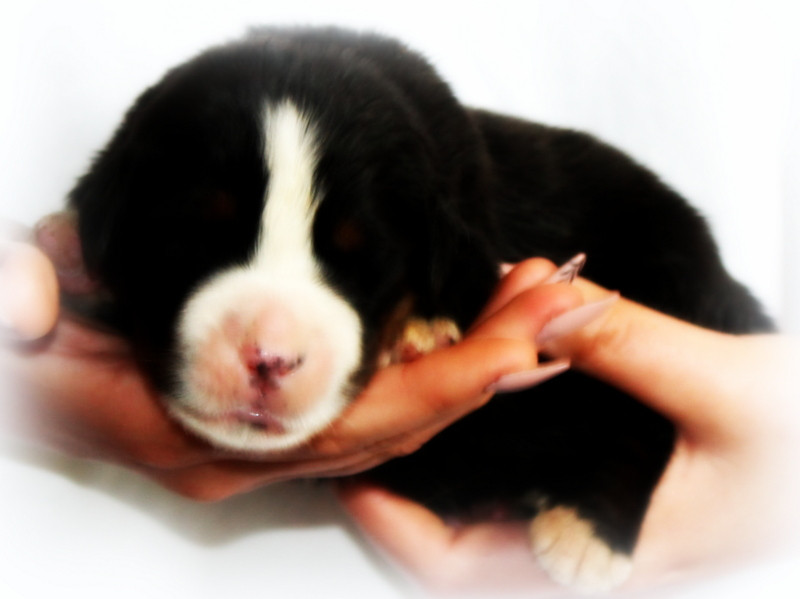 Du Cercle Des Cerbères - Chiots disponibles - Bouvier Bernois