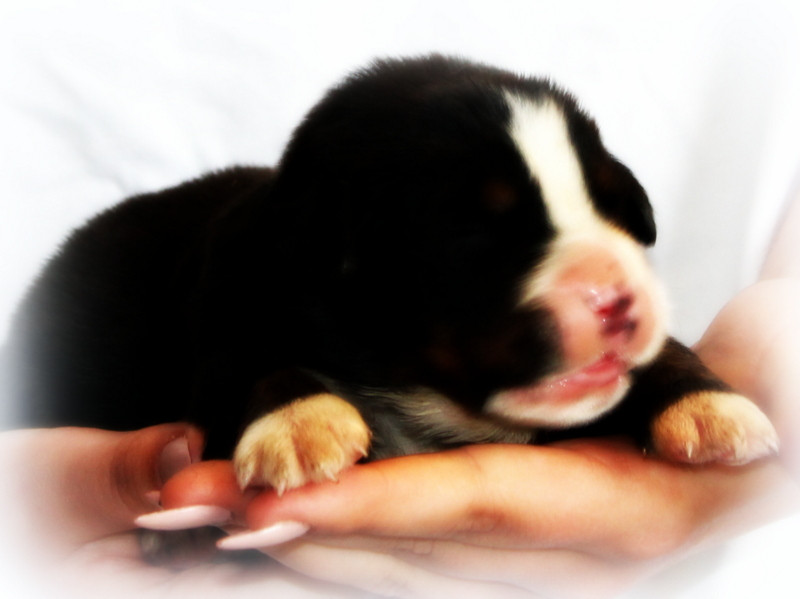 Du Cercle Des Cerbères - Chiots disponibles - Bouvier Bernois