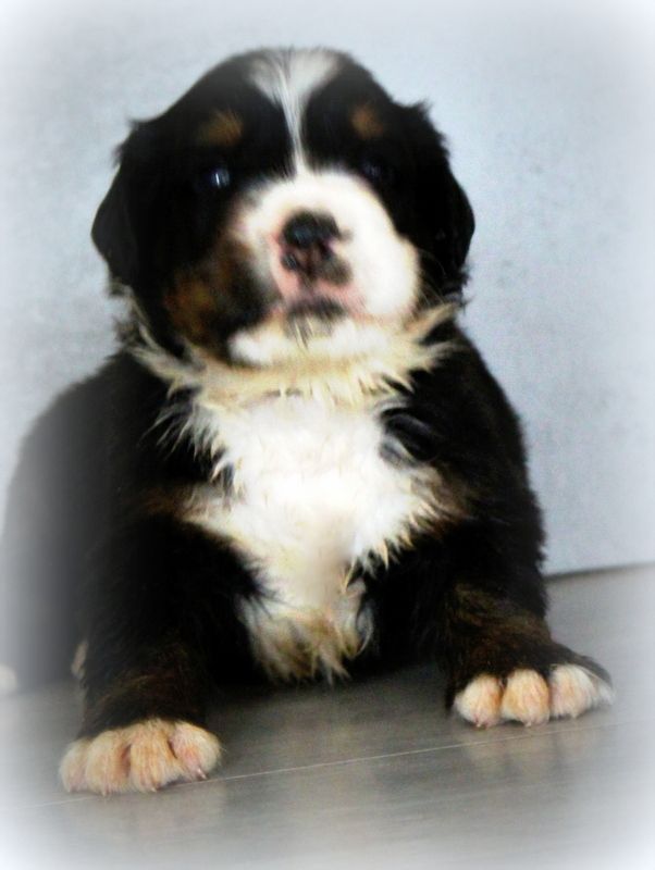 Du Cercle Des Cerbères - Chiots disponibles - Bouvier Bernois