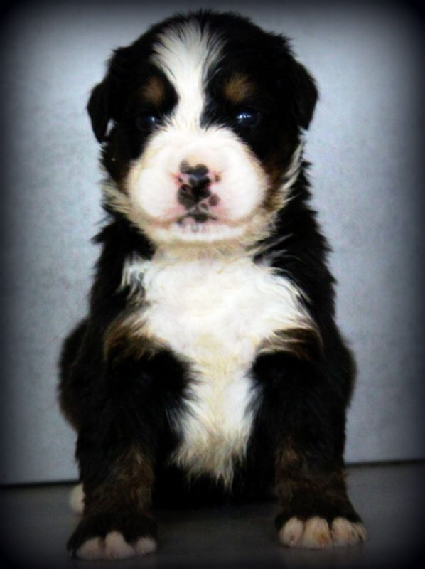 Du Cercle Des Cerbères - Chiots disponibles - Bouvier Bernois