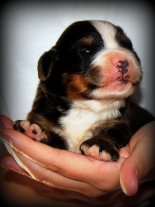 Du Cercle Des Cerbères - Chiots disponibles - Bouvier Bernois