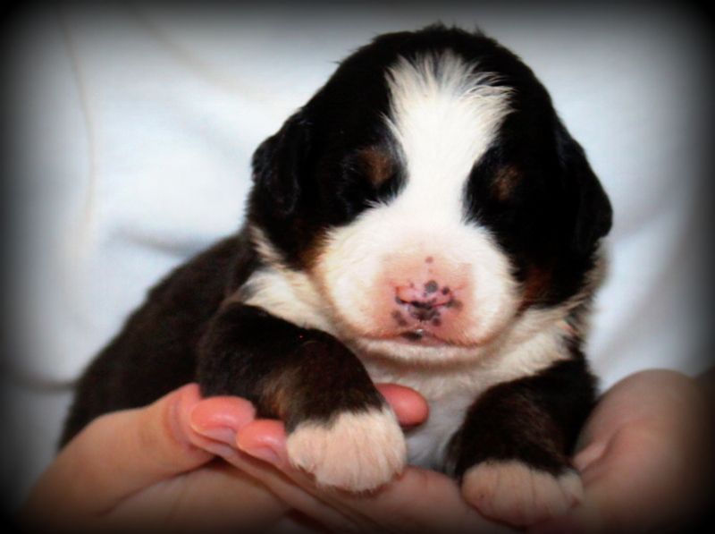 Du Cercle Des Cerbères - Chiots disponibles - Bouvier Bernois