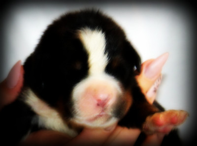 Chiot N°1