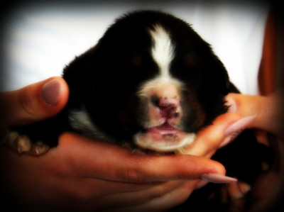 Chiot N°2
