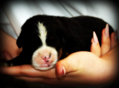 Chiot N°3