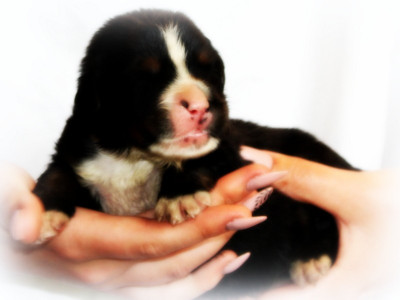 Chiot N°6