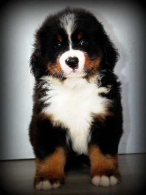 Chiot N°3