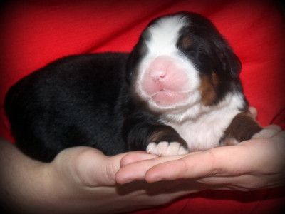 Chiot N°1