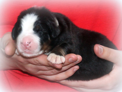 Chiot N°3
