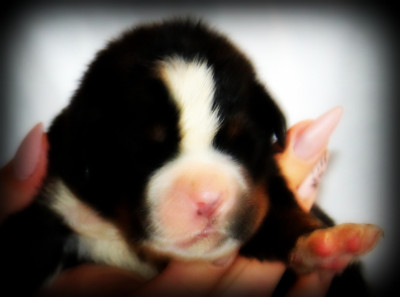 Chiot N°6