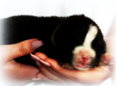Chiot N°8