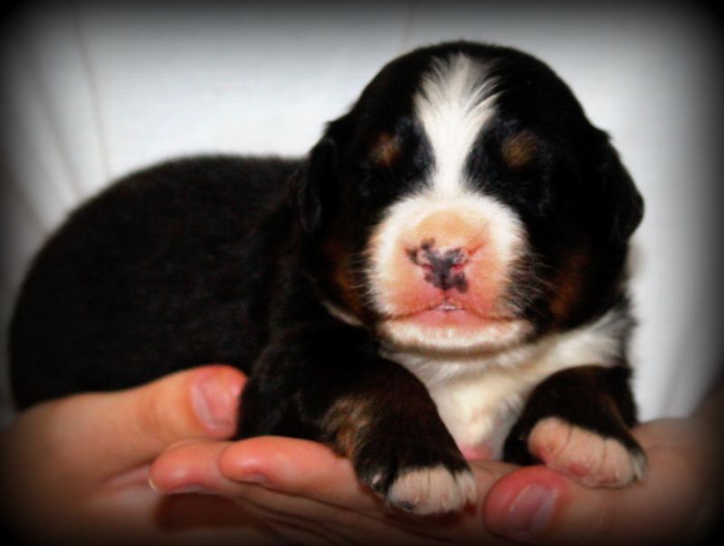 Du Cercle Des Cerbères - Chiots disponibles - Bouvier Bernois